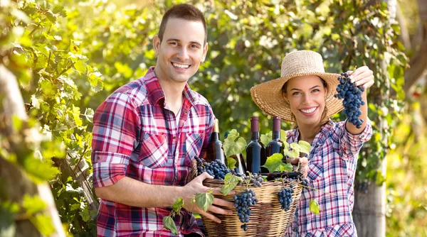 Successful couple winegrower — Stock Photo, Image