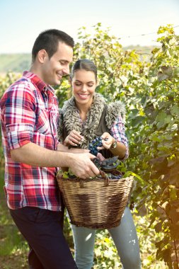 bir bağ üzüm hasat çiftçiler