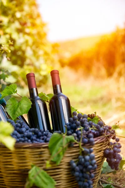 Cesto di vimini con uva e bottiglie di vino — Foto Stock