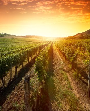 Satır Vines gündoğumu üzerinde