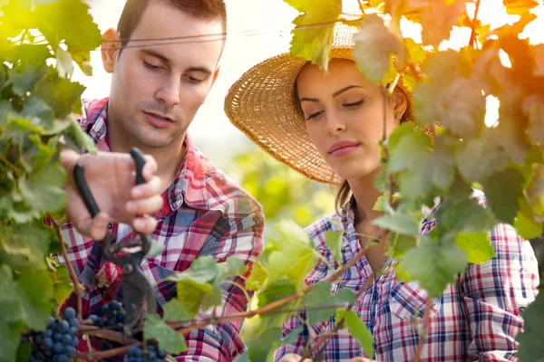 Attraktives Paar beim Traubenpflücken — Stockfoto