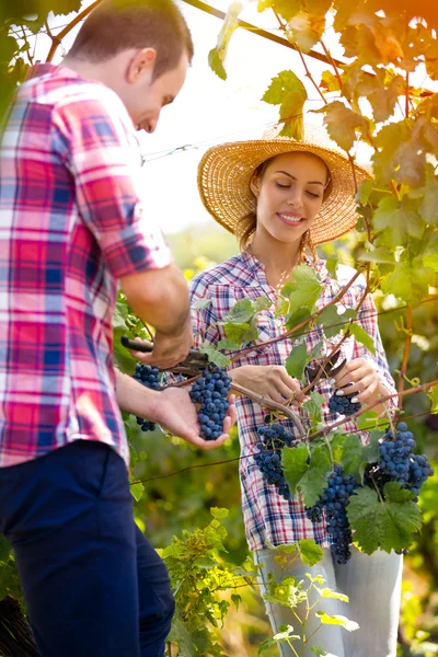 Cheerful  couple in a vineyard — Stock Photo, Image