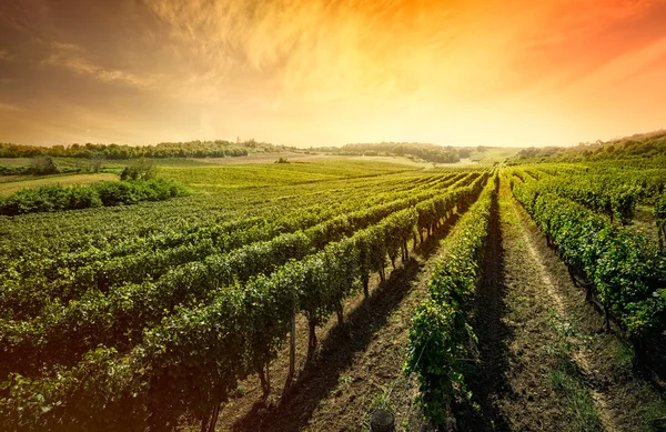 Krásné vinice s západu slunce na obloze — Stock fotografie