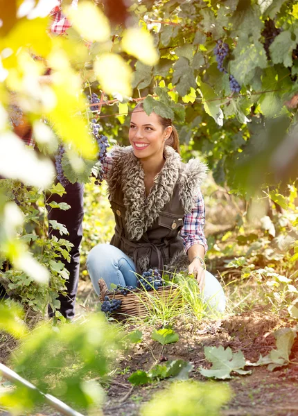 Mujer joven trabajando en el viñedo — Foto de Stock