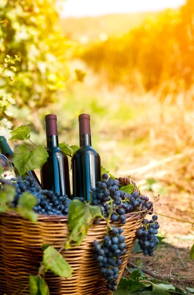 Bottiglie di vino in vigna — Foto Stock