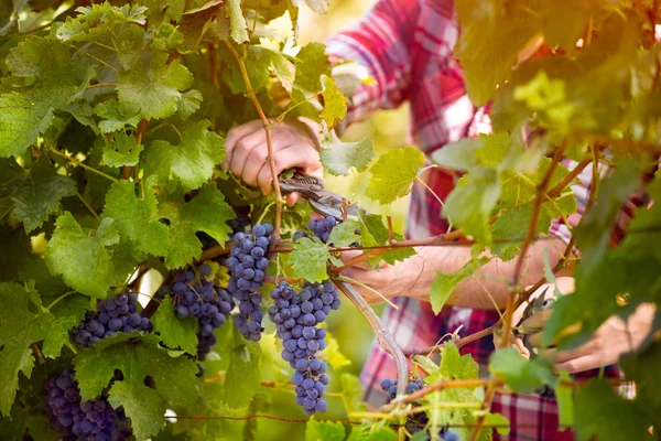 Manos agricultoras recogiendo uva —  Fotos de Stock