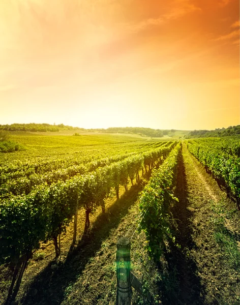 Bellissimo paesaggio di vigneto — Foto Stock