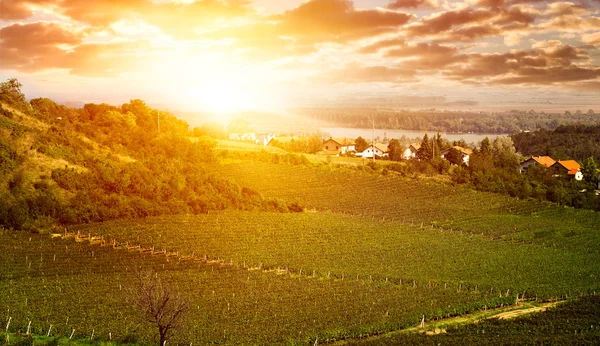 Viñedo - campo de uva — Foto de Stock