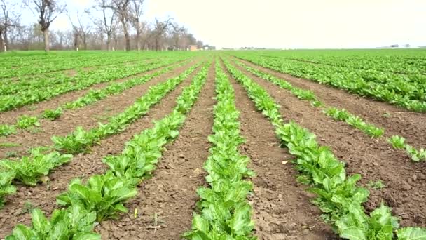 Field with rows of sugar beet  hd video — Stock Video