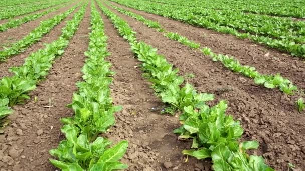 Campo com linhas de beterraba sacarina hd vídeo — Vídeo de Stock