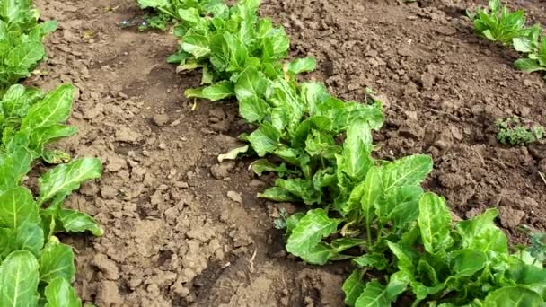 Campo com linhas de beterraba sacarina hd vídeo — Vídeo de Stock