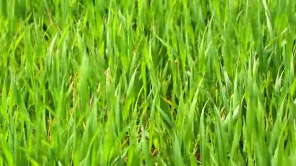 Зеленое поле с пшеницей hd видео — стоковое видео