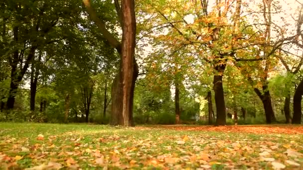 Otoño hojas con rayos de sol en los árboles en el bosque hd video — Vídeo de stock