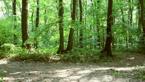 Running jogging in forest. woman training, running, jogging, fitness, runner - hd video — Stock Video