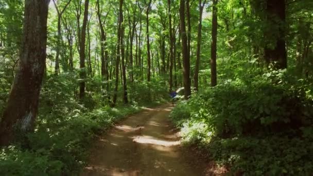 运行在森林里慢跑。女人训练、 跑步、 慢跑、 健身、 跑步-4 k 视频 — 图库视频影像