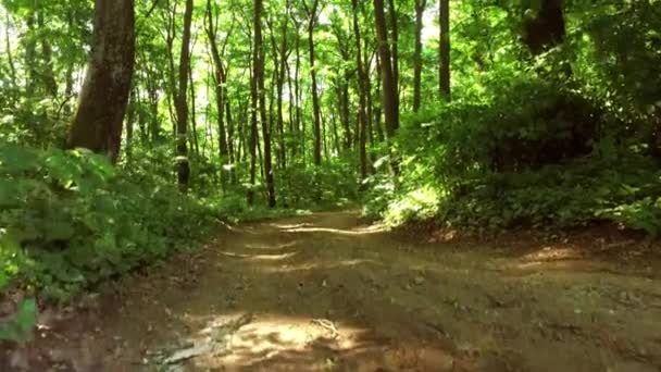 Corriendo corriendo en el bosque. entrenamiento de la mujer, correr, trotar, fitness, runner-4k video — Vídeo de stock