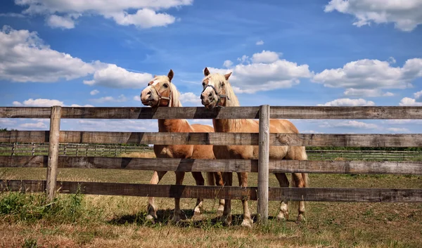 Two horses on farm — Stock Photo, Image