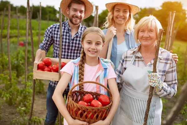 Familie met biologisch geteelde tomaten — Stockfoto