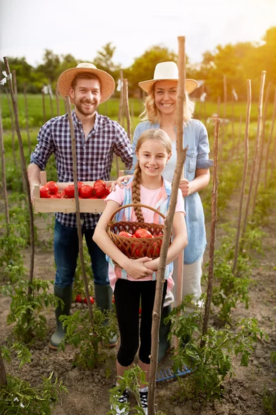 Familia en granja con tomates picados —  Fotos de Stock