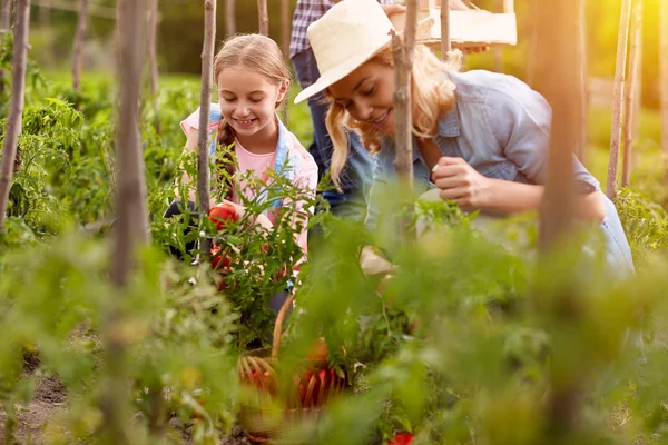 Mãe com filha no jardim com mudas de tomates — Fotografia de Stock