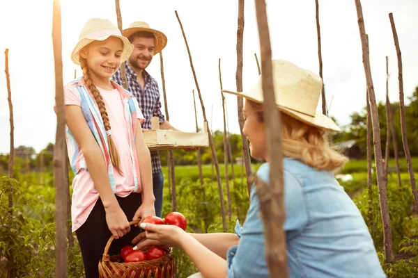 Çiftçi aile bahçe içinde — Stok fotoğraf