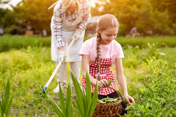 Biologische tuin werk — Stockfoto