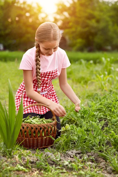 Девочка собирает горох в саду — стоковое фото