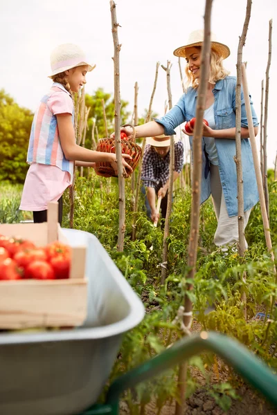 Gathering organic products — Stock Photo, Image