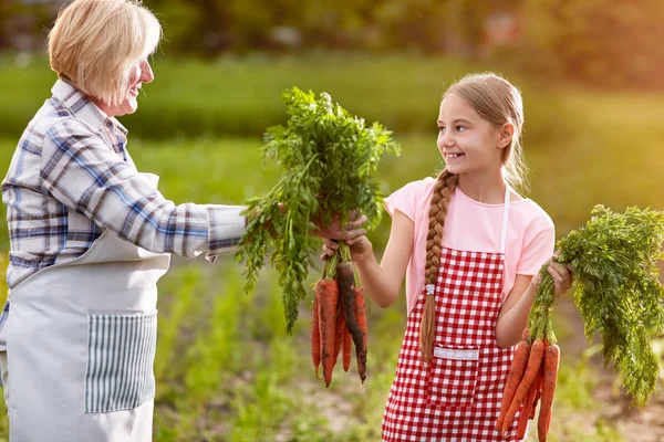 Organicznej uprawy marchwi — Zdjęcie stockowe