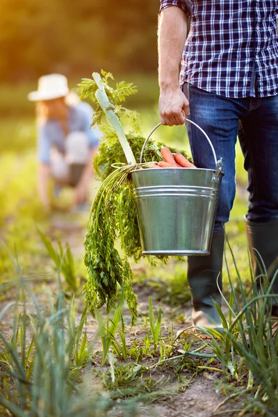 Carottes fraîchement cueillies dans un seau métallique — Photo