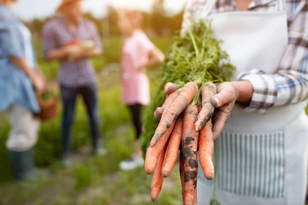 Close up de mãos velhas segurando cenouras — Fotografia de Stock