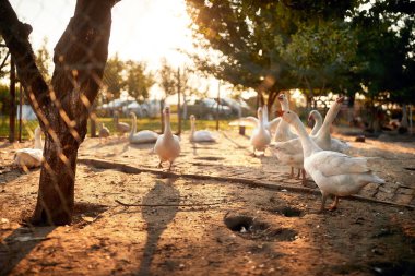 Güneşli bir havada çiftlikte kümesteki kazlar. Çiftlik, kırsal, yaz