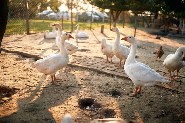 Des Animaux Plumes Dans Poulailler Ferme Par Beau Temps Ferme — Photo