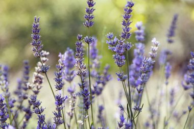 Sahadaki lavantanın ayrıntıları