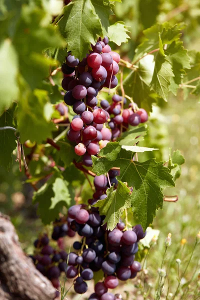 Detail Van Donkere Druiven Cluster Wijngaard — Stockfoto
