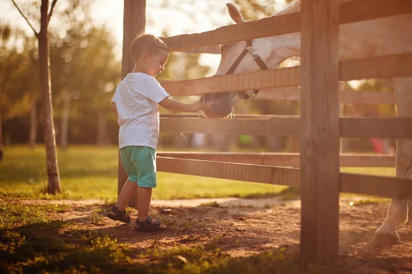 Маленький Хлопчик Насолоджується Годуванням Коня Підставці Прекрасний Сонячний День Ферма — стокове фото