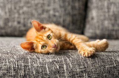 Kırmızı kedi yavrusu