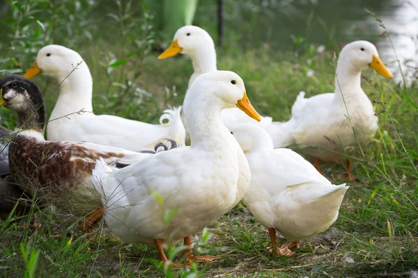 Grupp av inhemska gäss — Stockfoto