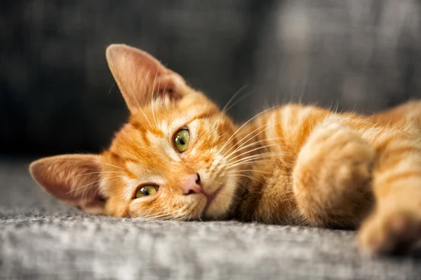 Retrato de gatinho bonito — Fotografia de Stock