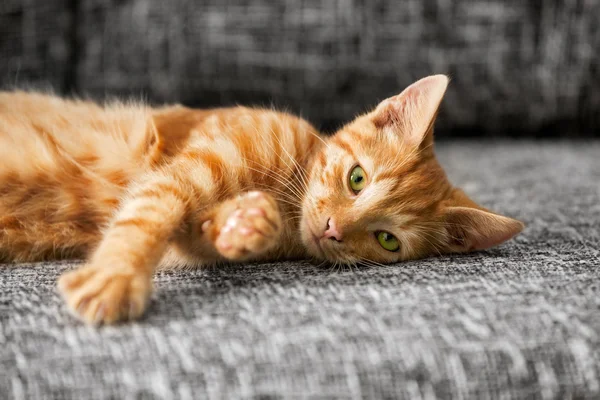 Cute cat lying — Stock Photo, Image