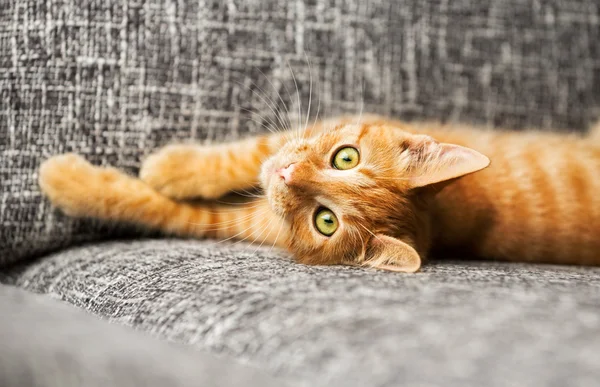 Şirin Bebek kedi — Stok fotoğraf