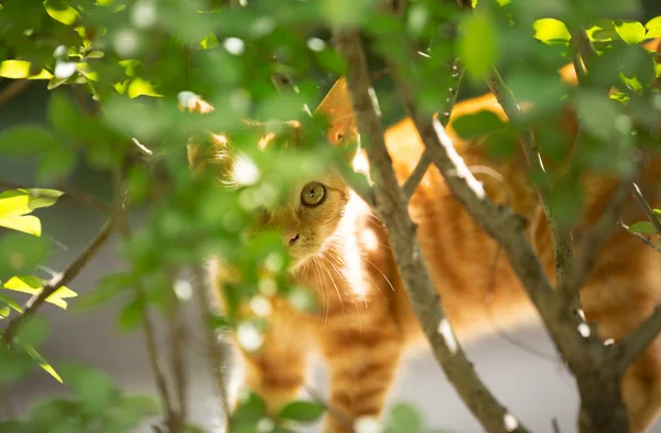 Gatinho brincalhão — Fotografia de Stock