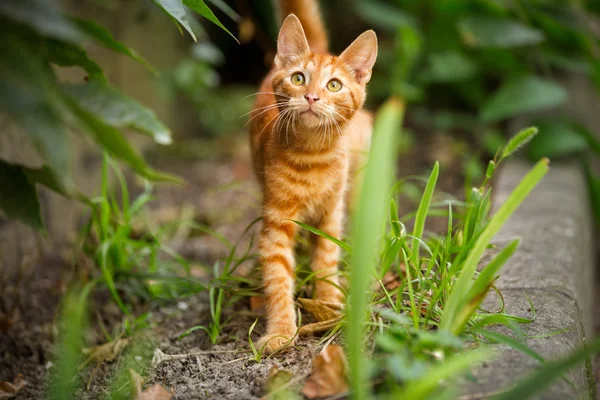 Gatinho doméstico bonito olhando para cima — Fotografia de Stock