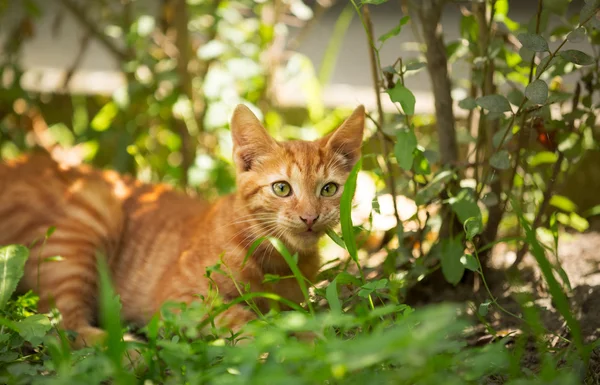 Schattige kleine kitten — Stockfoto