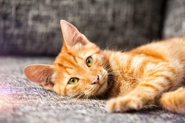 Gatinho adorável — Fotografia de Stock