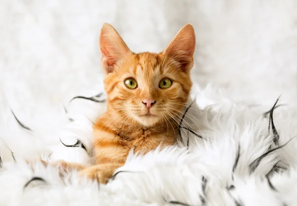 Gatinho na cama — Fotografia de Stock