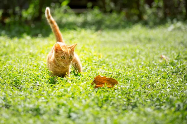 Котенок играть на открытом воздухе — стоковое фото