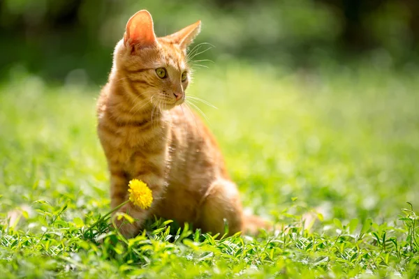 Gato vermelho bonito — Fotografia de Stock