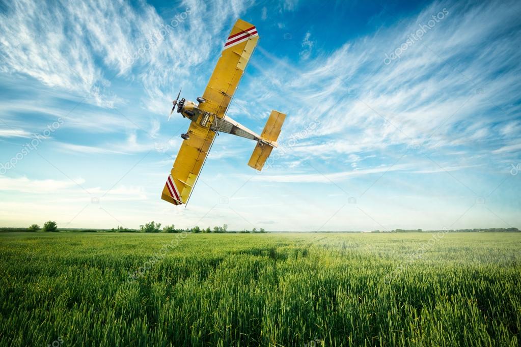 airplane flies over a wheat field spraying fungicide and pestici