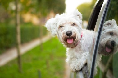 Yavru köpek arabanın camından dışarı bakıyor.